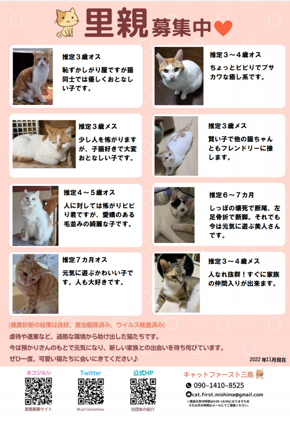 ハンドメイド ボタンの狼 里親 募集中 里親募集中！！ | キャットファースト三島
