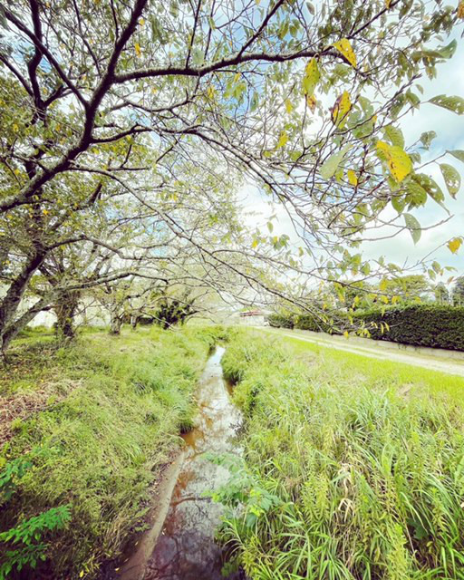 japan-autumn-scenery