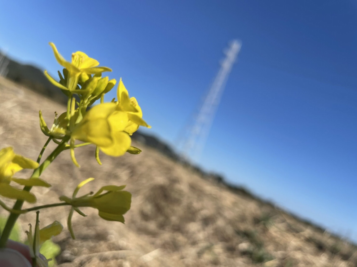 菜の花の写真