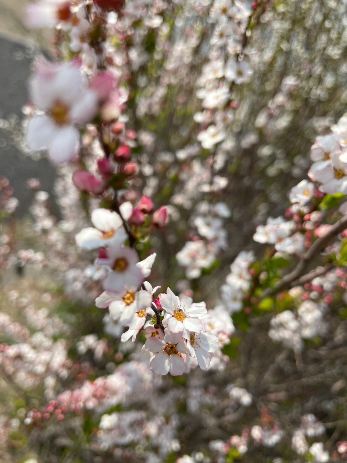 春を感じる桜の開花