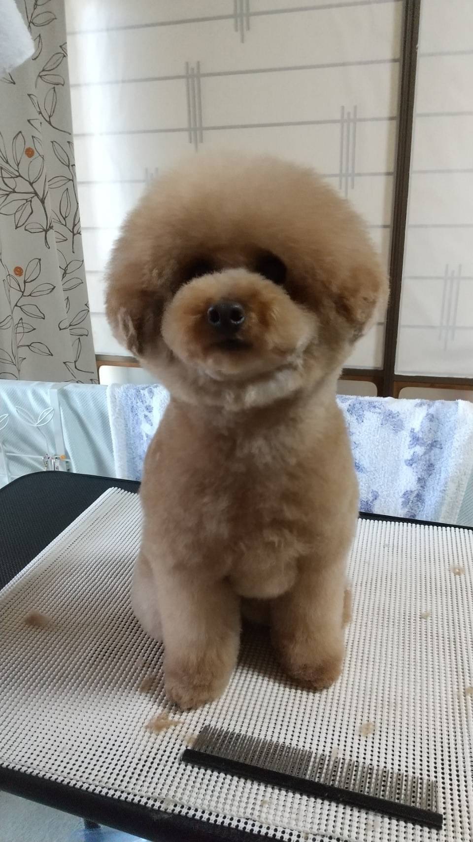 わんわん家そるとのペットホテル写真