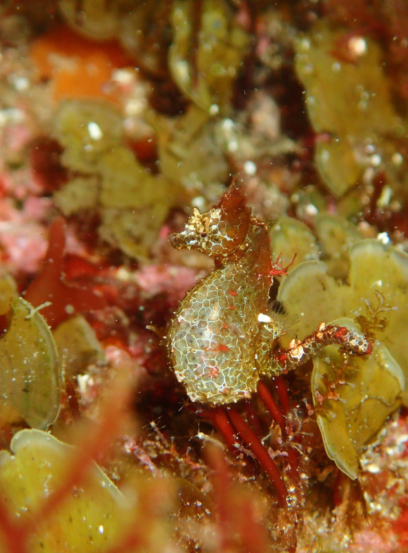 すごいの出しちゃいました 伊豆ダイビングスクール あくあぽんて