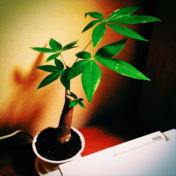 ズボラなわたしが観葉植物で風水 2か月で 枯れた運 枯れなかった運 In Short Various Sakko ズボラなわたしが観葉植物で風水 2か月で 枯れた運 枯れなかった運 In Short Various Sakko