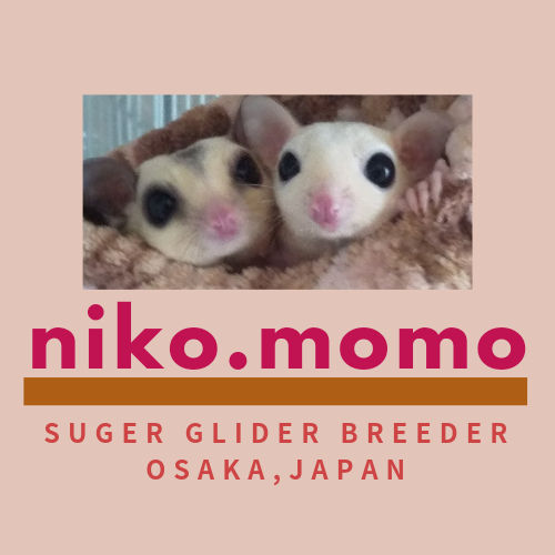 ニコモモ☺️活動低飛行⤵✈ さま専用。 7/1まで 7999円 niko.momo (@nikomomo_sg) / X