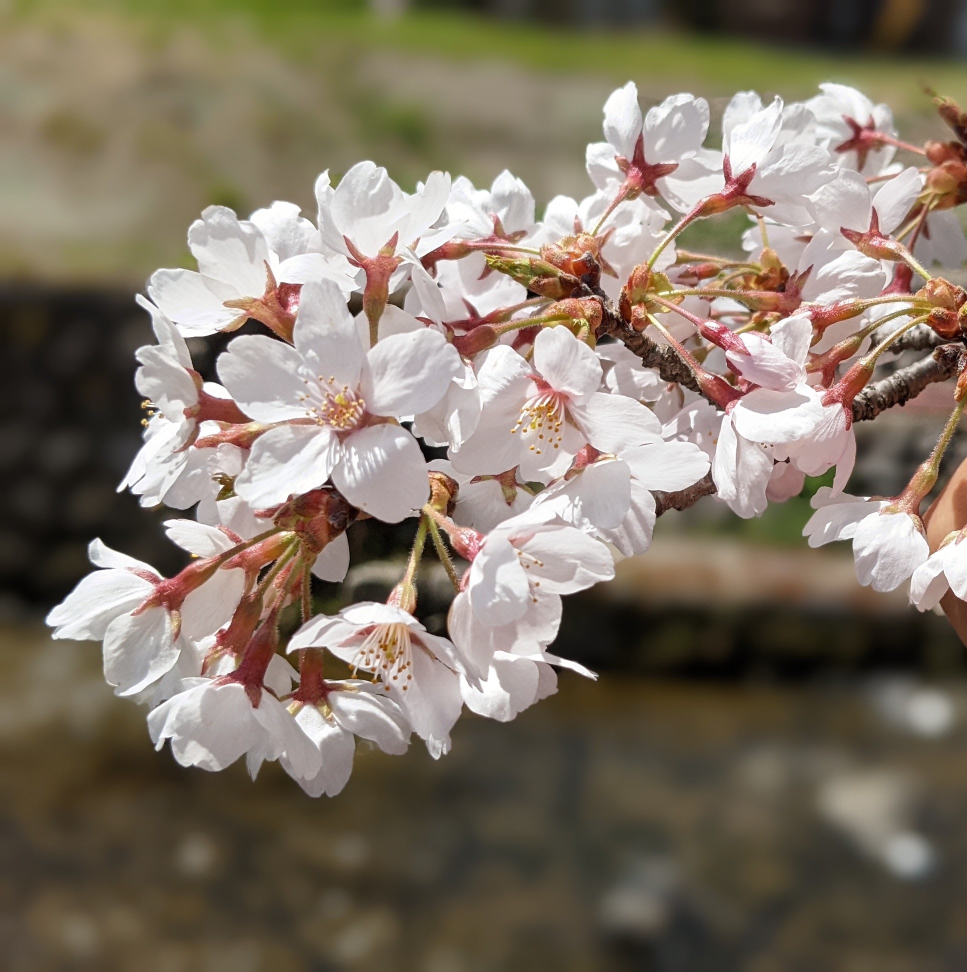 【飛騨萩原さくらめぐり2022】しだれ桜と飛騨路の食でお出迎え