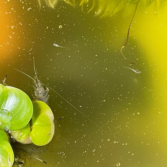 メダカ 佐世保市趣味のメダカ屋さん 清乃めだか