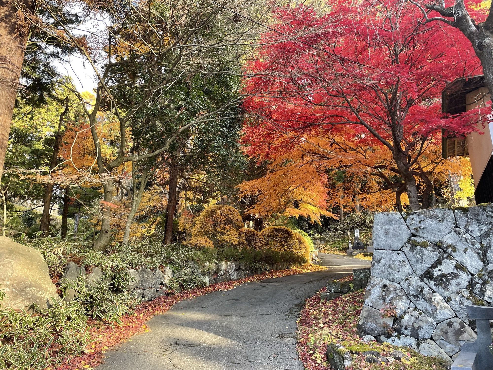 リアル 御堂赤松 岩手県産 あやかっ 希少 懸崖 山採り 山木 盆栽