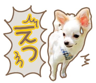 愛犬チワワのちくわ Lineスタンプ Mochachiku