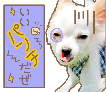 愛犬チワワのちくわ Lineスタンプ Mochachiku
