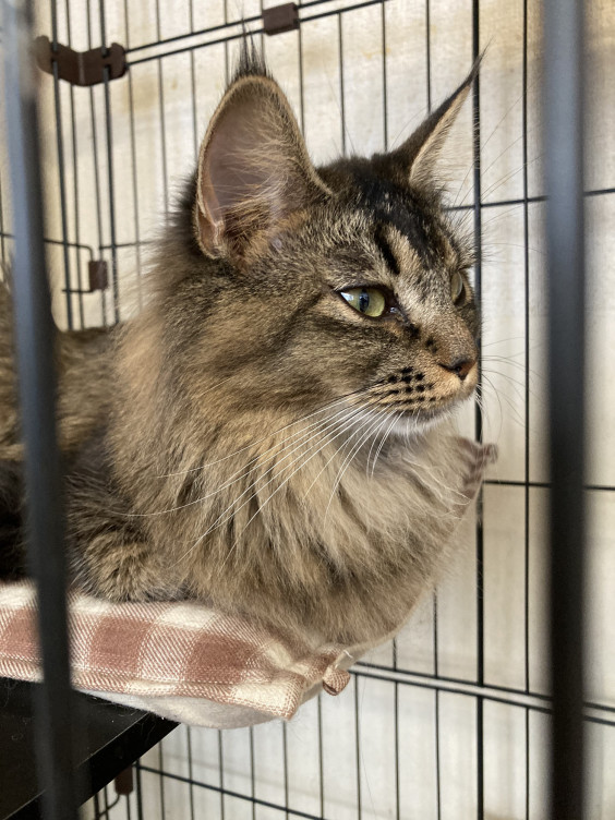 年12月 猫カフェ飼育崩壊の猫達 里親さん募集中です ねこの隠れ里 里親募集の猫達