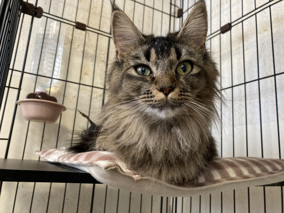 年12月 猫カフェ飼育崩壊の猫達 里親さん募集中です ねこの隠れ里 里親募集の猫達 年12月 猫カフェ飼育崩壊の猫達 里親さん募集中です ねこの隠れ里 里親募集の猫達