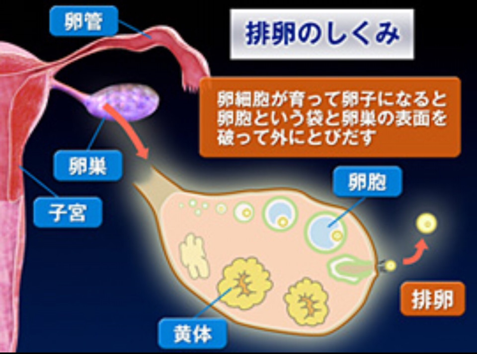 妊活中の排卵痛 なぜ右だけ痛む 福岡 大橋 不妊 マタニティ 産後ケア 美肌 小顔矯正 体質改善ダイエット専門サロン 心葉 Cocoha