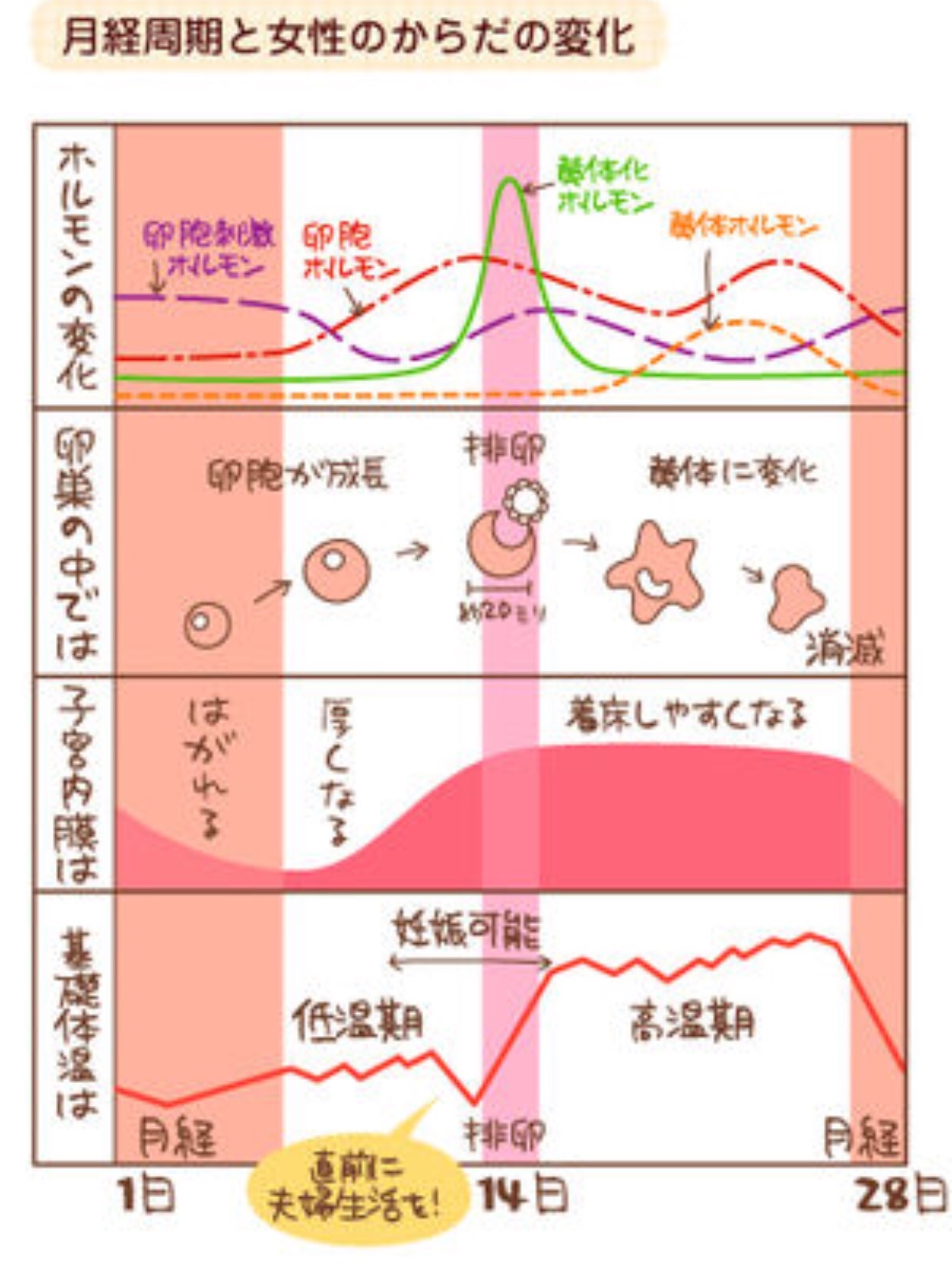 子宝日を見極める方法のまとめ 福岡 大橋 不妊 マタニティ 産後ケア 美肌 小顔矯正 体質改善ダイエット専門サロン 心葉 Cocoha