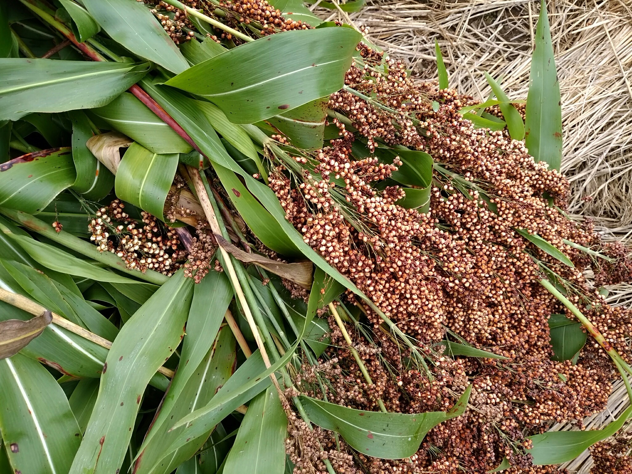 タカキビの収穫 限界集落 十津川 「信ちゃん」