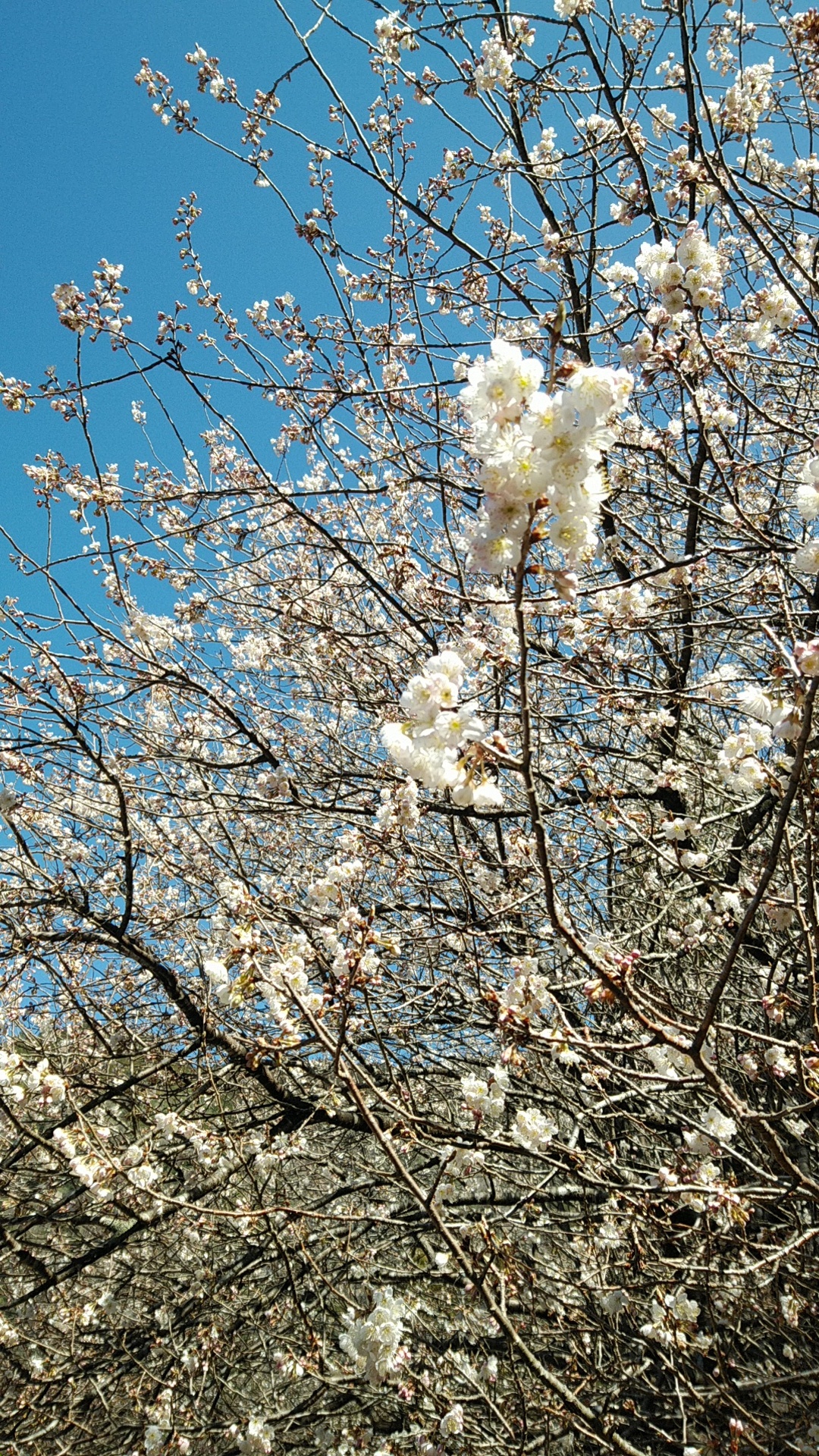 サクランボの花が満開！ | 限界集落 十津川 「信ちゃん」