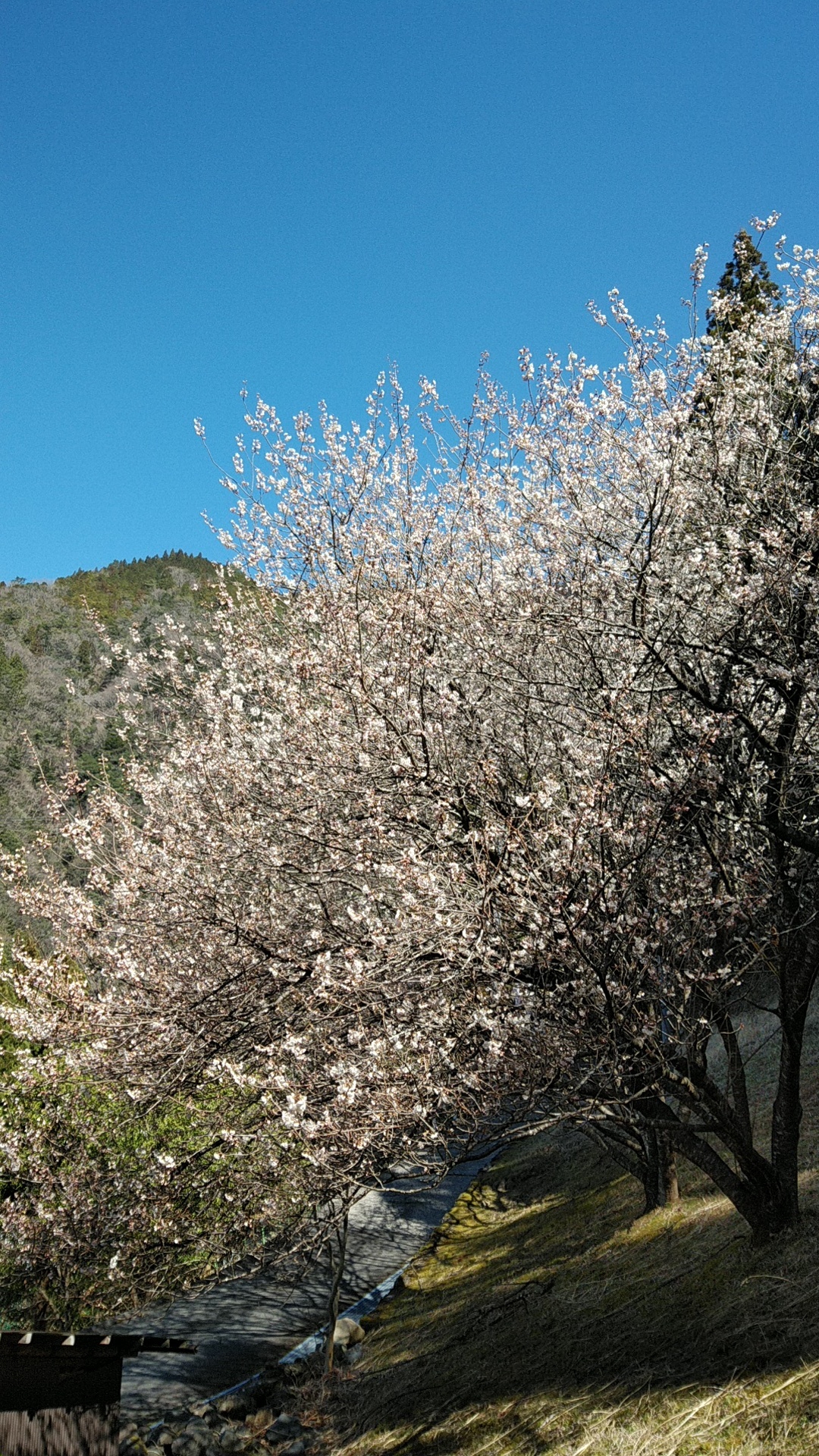 サクランボの花が満開！ | 限界集落 十津川 「信ちゃん」