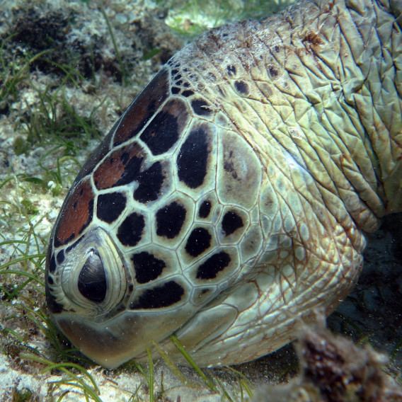 ニシハマのウミガメ画像 海あっちゃー