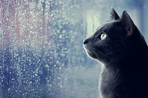 雨と黒猫
