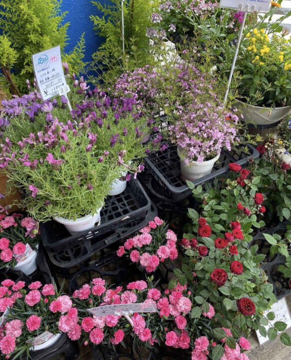 加盟店舗紹介 花びぜん 御花印帳 Ohanaincho