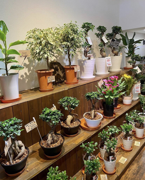 加盟店舗紹介 花びぜん 御花印帳 Ohanaincho