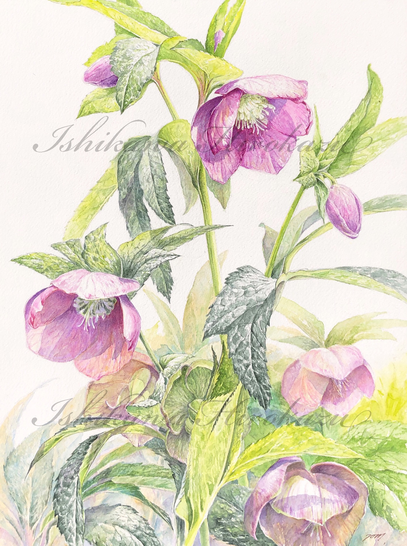 Watercolor | atelier hiro&mee