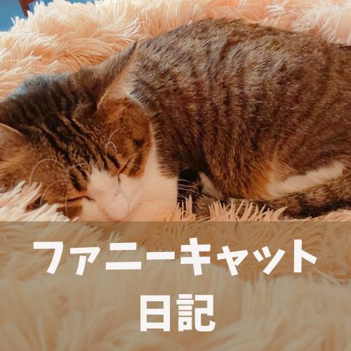 猫カフェ Funnycat