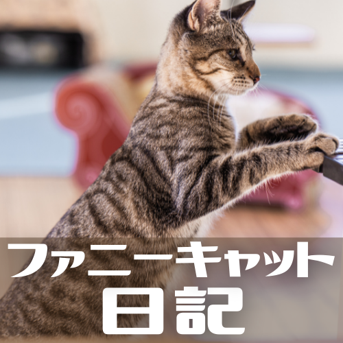 Funnycat Funnycat