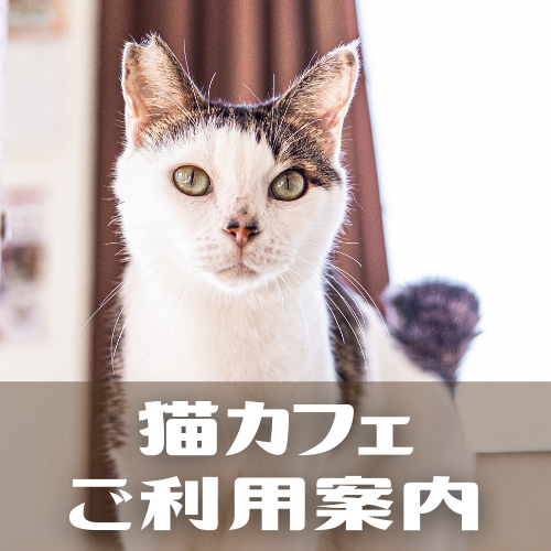 Funnycat Funnycat