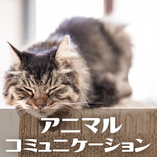Funnycat Funnycat