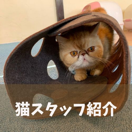 猫カフェ Funnycat