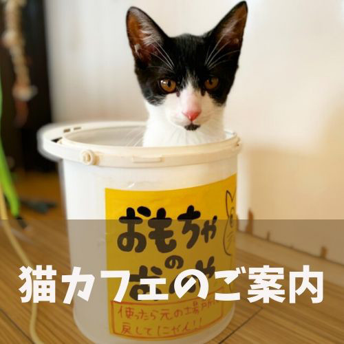 猫カフェ Funnycat