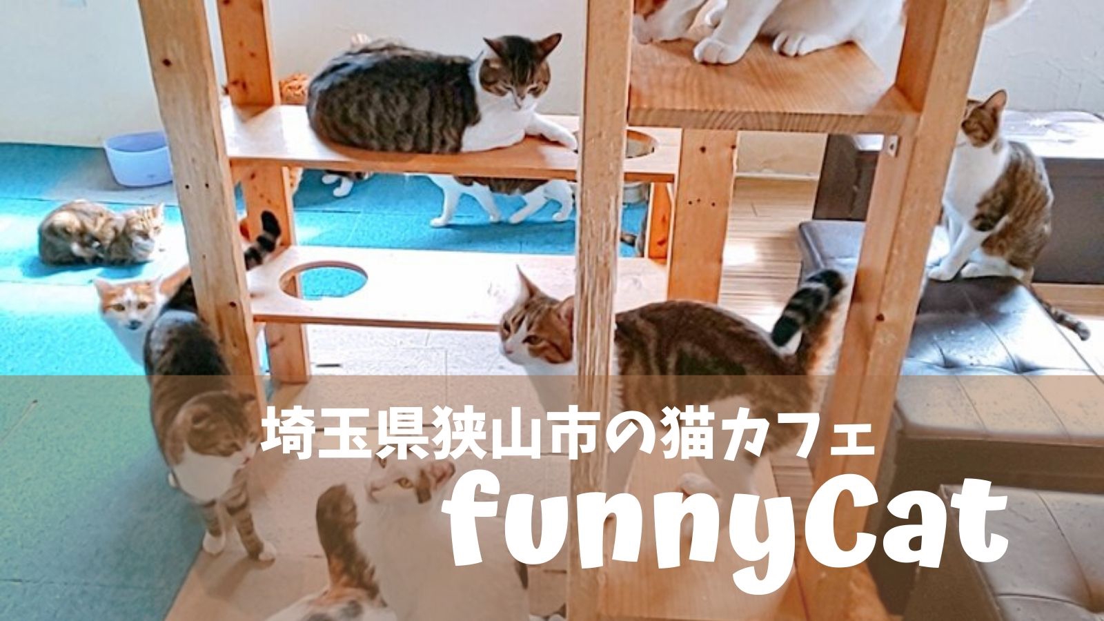 猫カフェ Funnycat