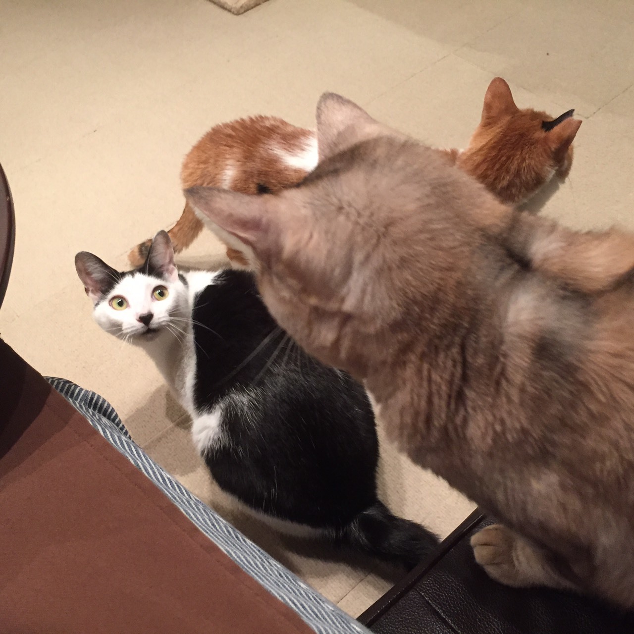 保護猫カフェ Funnycat ファニーキャット 猫カフェ 川越 坂戸 ふじみ野 Shiori 保護猫カフェ Funnycat ファニーキャット 猫カフェ 川越 坂戸 ふじみ野 Shiori