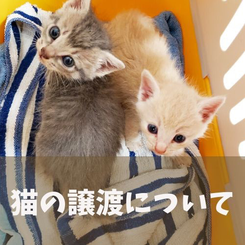猫カフェ Funnycat 猫カフェ Funnycat