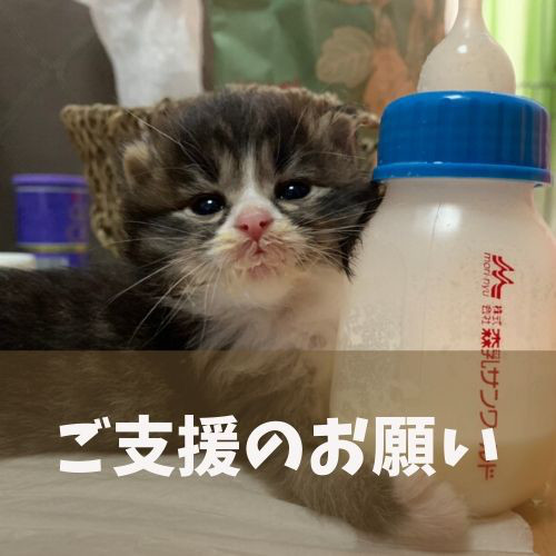 猫カフェ Funnycat