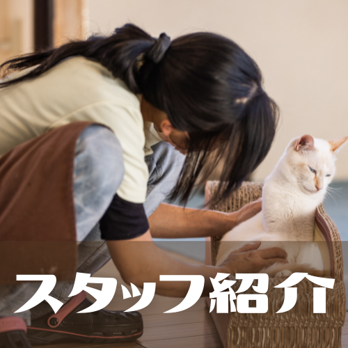 Funnycat Funnycat