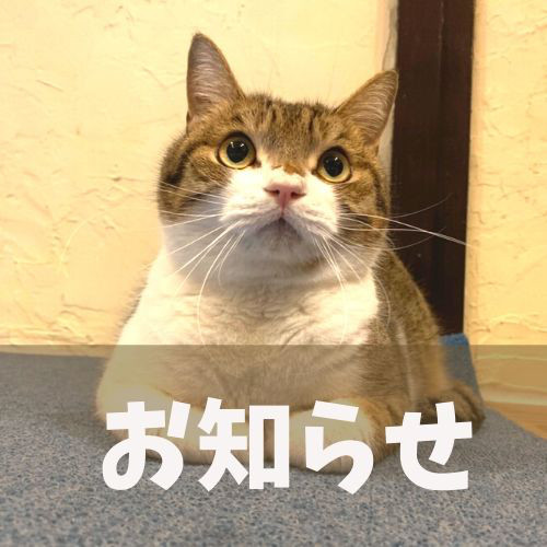 猫カフェ Funnycat