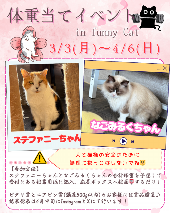 お知らせ | funny cat