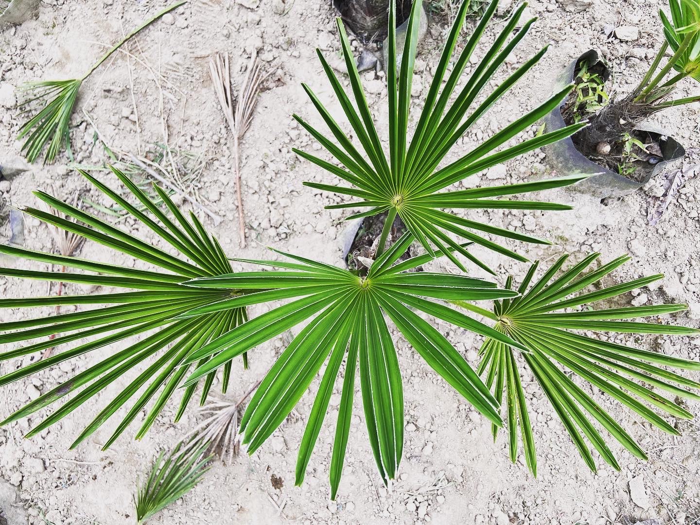 トウジュロ | 山銀農園