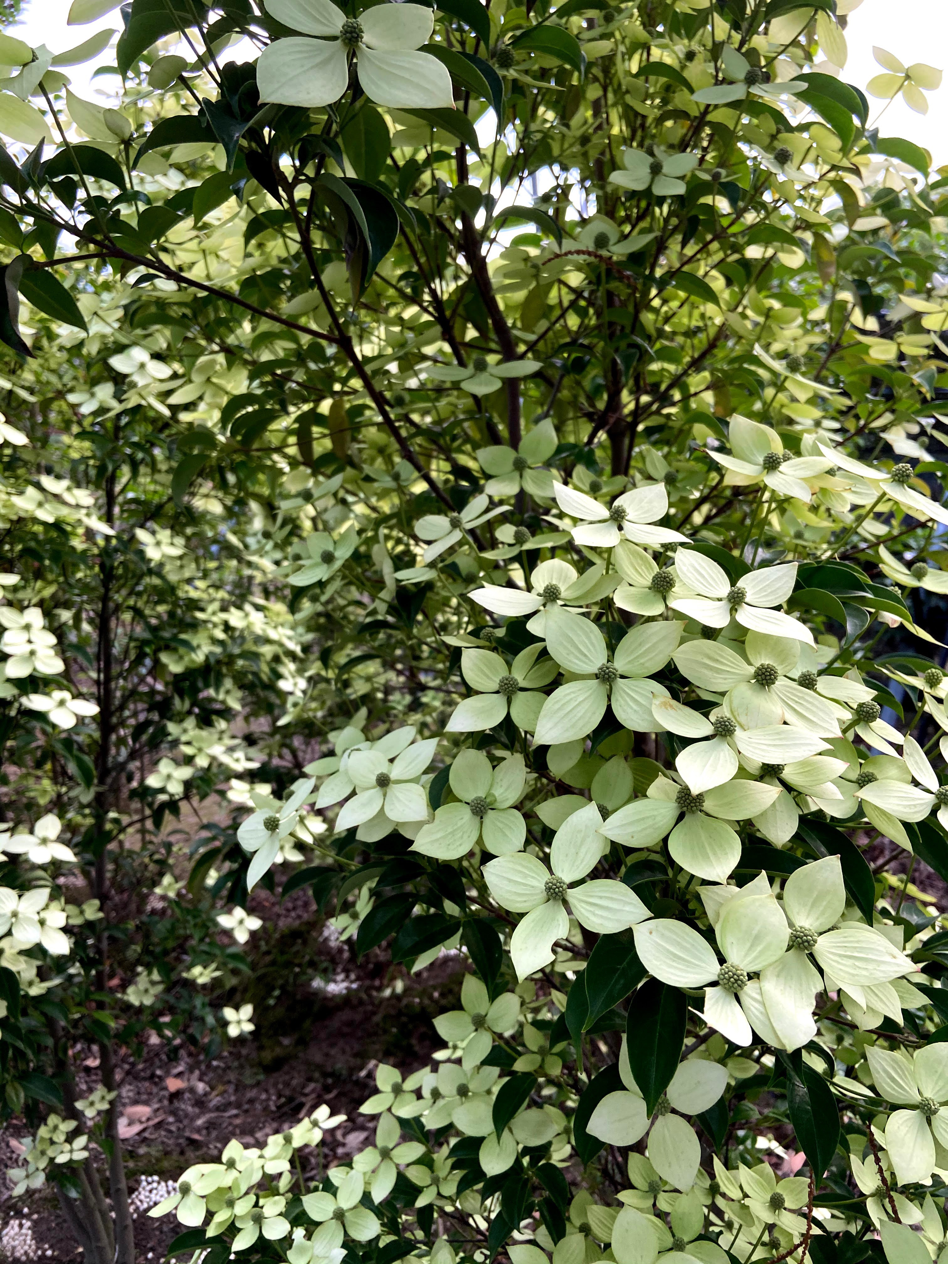 常緑ヤマボウシ（月光） | 山銀農園