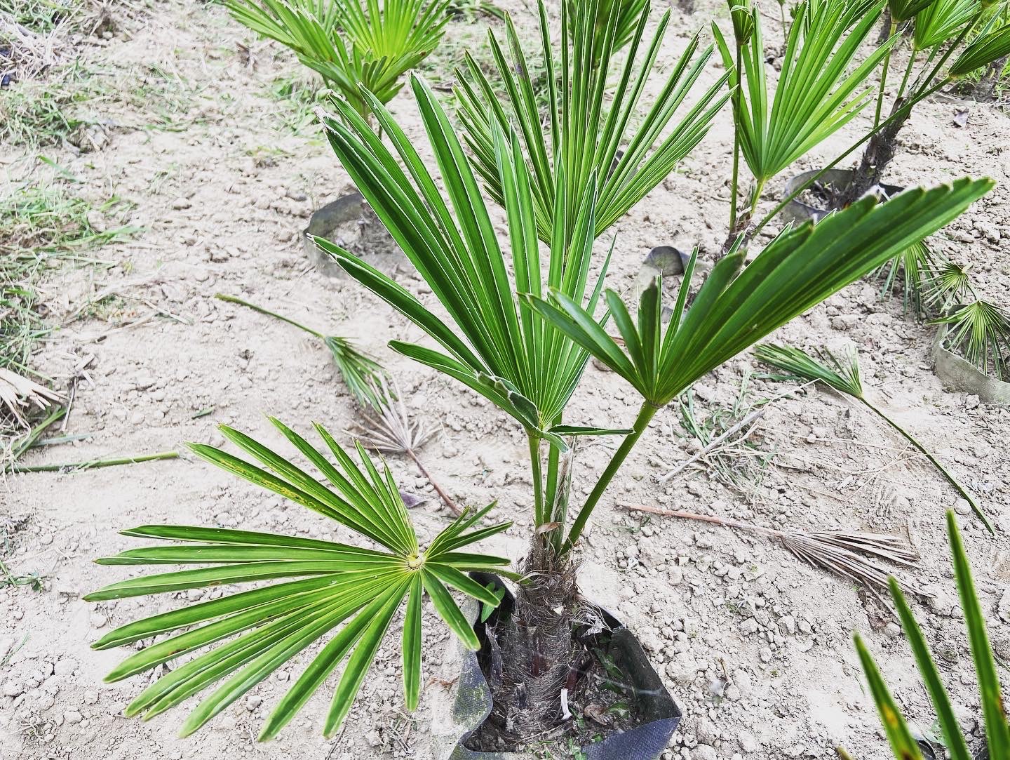 トウジュロ | 山銀農園