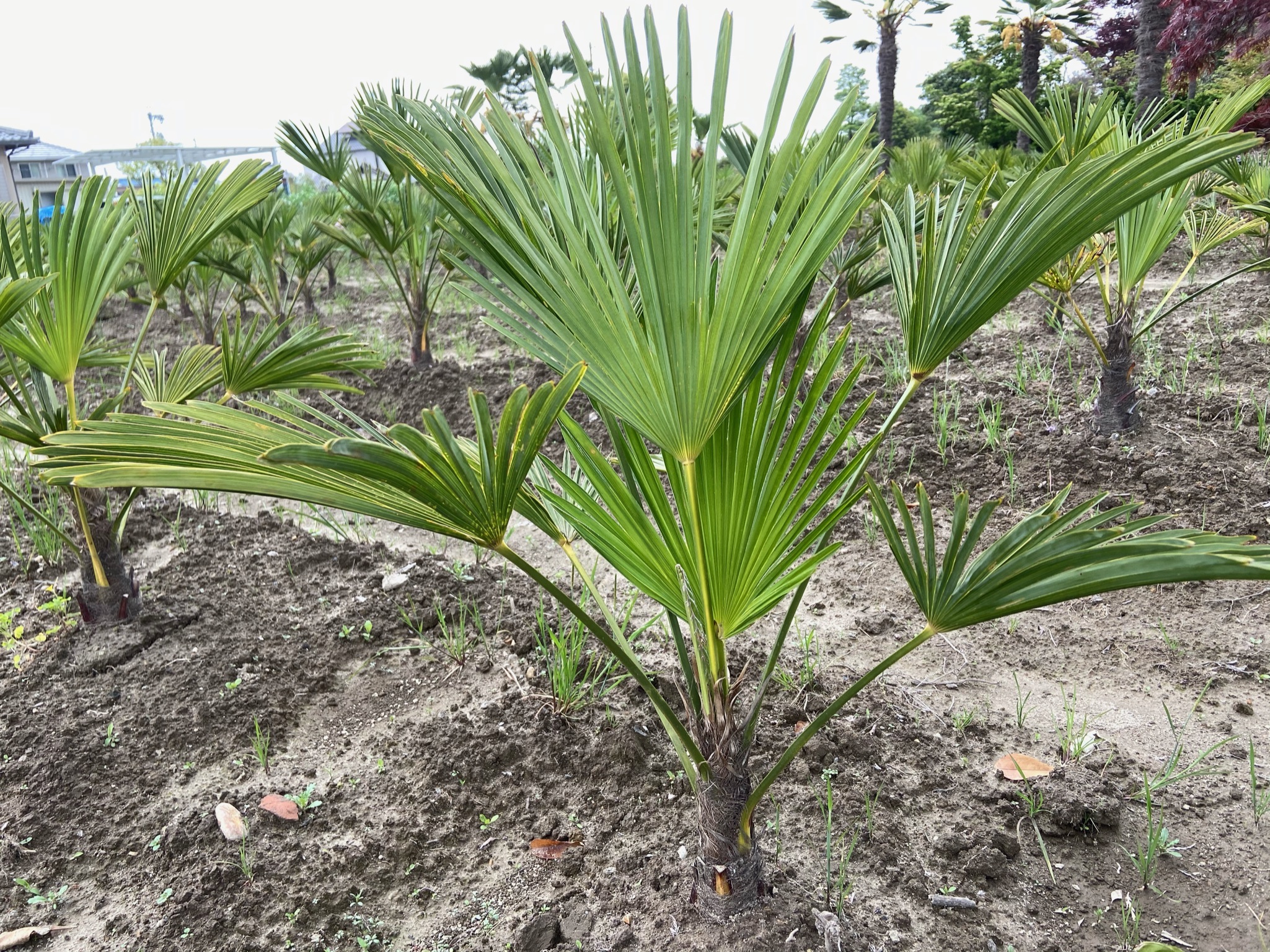 トウジュロ　(シュロの木) トウジュロ (唐棕櫚、シュロの木)