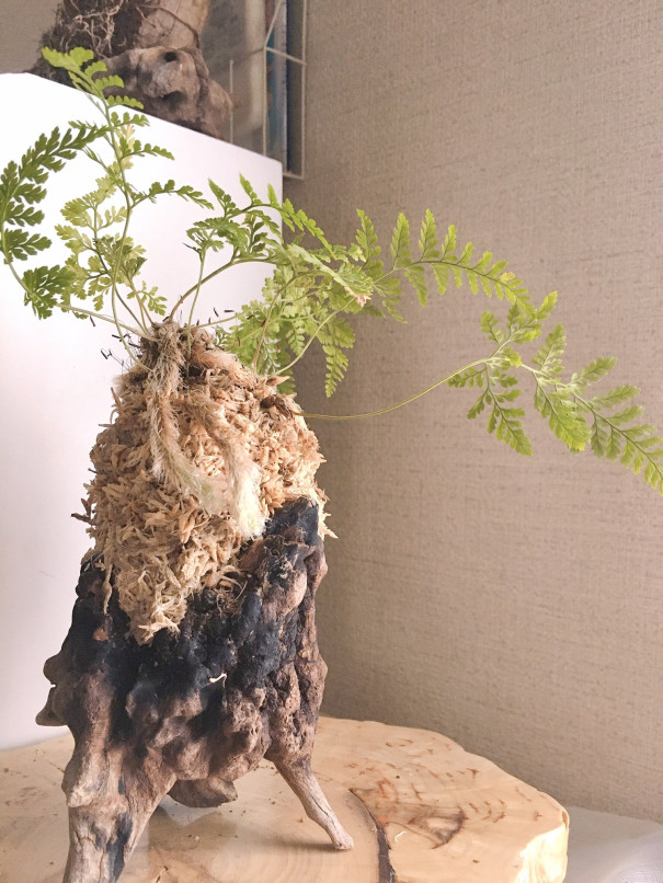 5月19日 内なる調和 流木苔玉づくりwsのお知らせ 草木循環labo 5月19日 内なる調和 流木苔玉づくりwsのお知らせ 草木循環labo