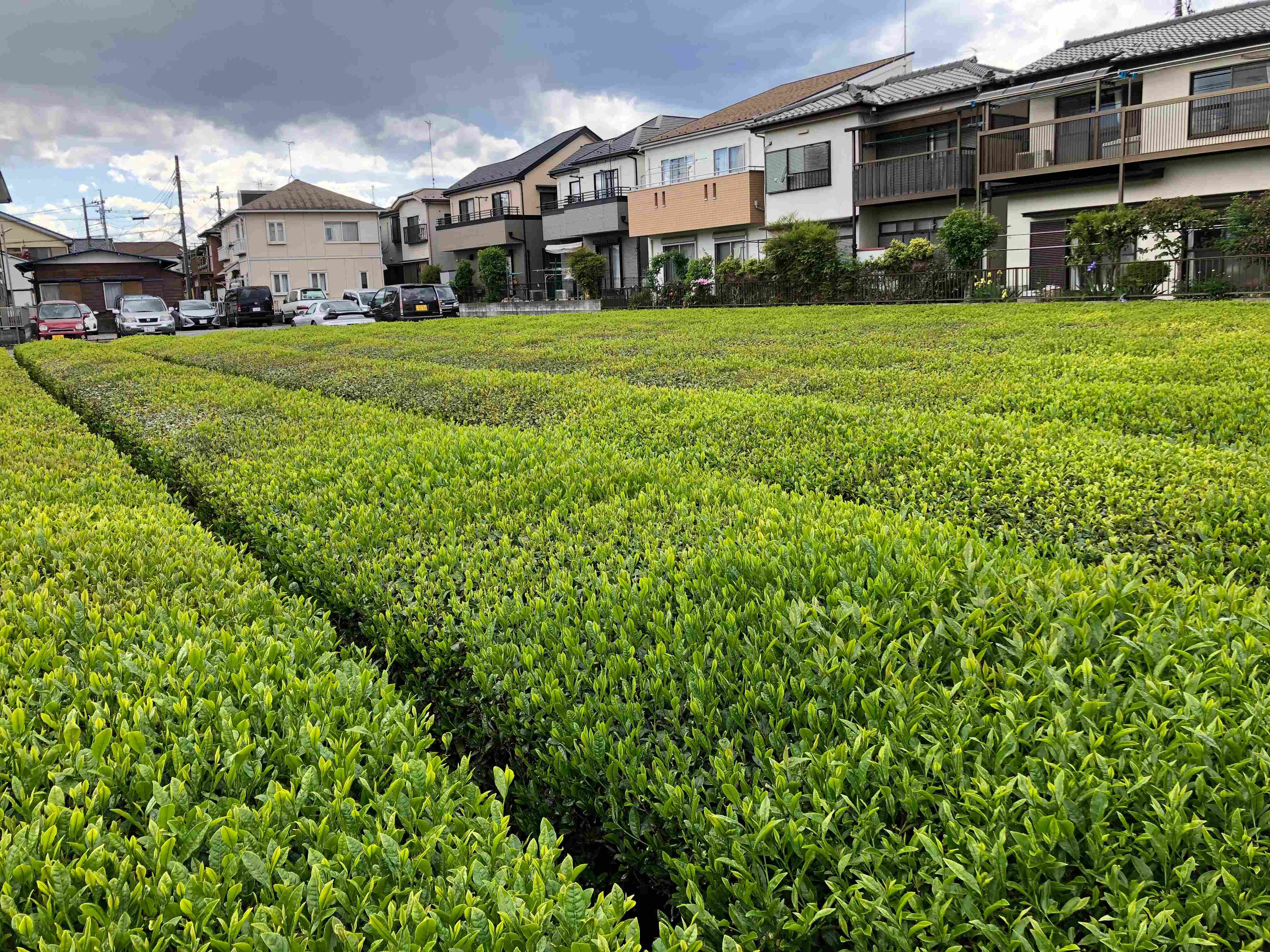 茶畑 | 狭山ヶ丘 写真 情報