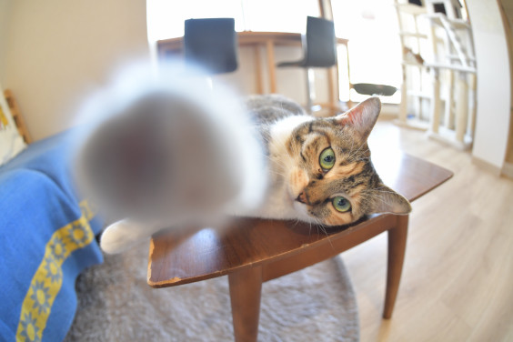 猫カフェ 保護ネコハウス チャチャ