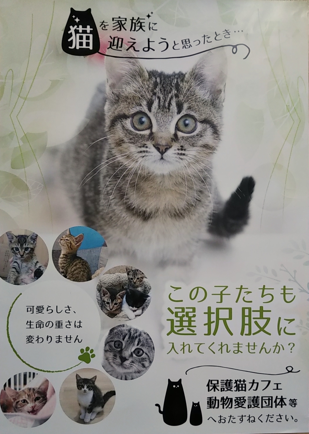 猫カフェ 保護ネコハウス チャチャ