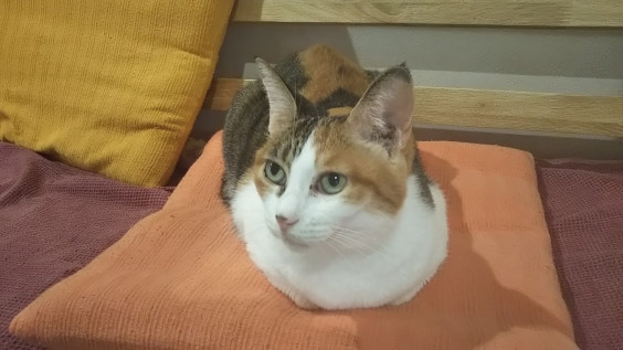 猫カフェ 保護ネコハウス チャチャ 猫カフェ 保護ネコハウス チャチャ
