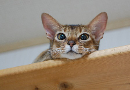 里親募集 中 大人猫 Cattery Insuubunkai 里親募集 中 大人猫 Cattery Insuubunkai