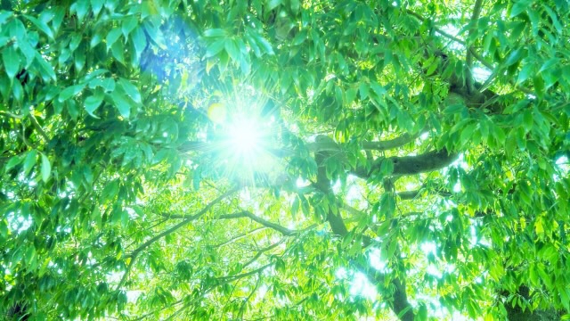 anelaの写真