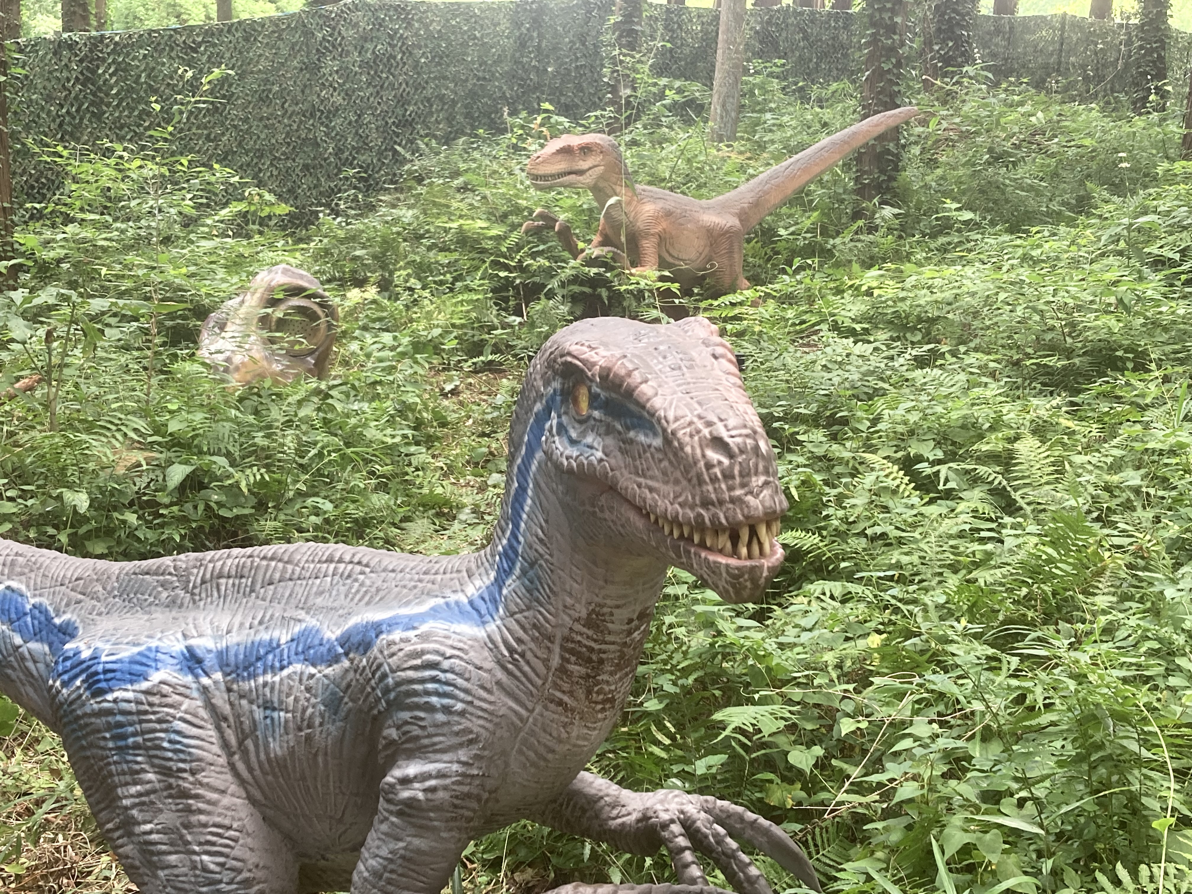 恐竜王国2022 in 千葉市昭和の森』インタビュー | Ticketpay Creators